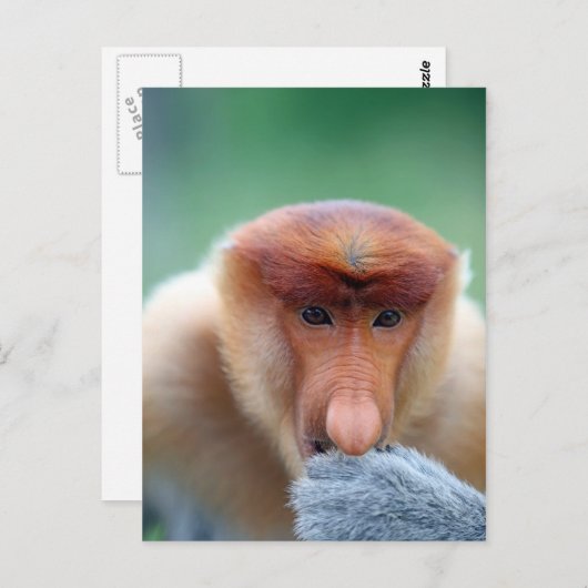 Proboscis Monkey op Borneo. Briefkaart (Voorkant / Achterkant)
