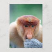 Proboscis Monkey op Borneo. Briefkaart (Voorkant)