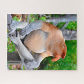 Proboscis Singe. Jigsaw Puzzle (Horizontal)