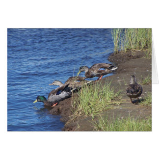 Procession de canard