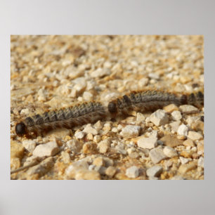 Processionair Poster van de pijlers