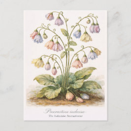 Procrastina indecisa De Onbesliste Uitsteler Briefkaart