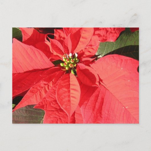 Product aanpassen briefkaart (Voorkant)