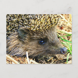 Product aanpassen briefkaart