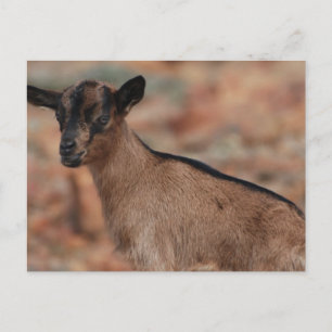 Product aanpassen briefkaart