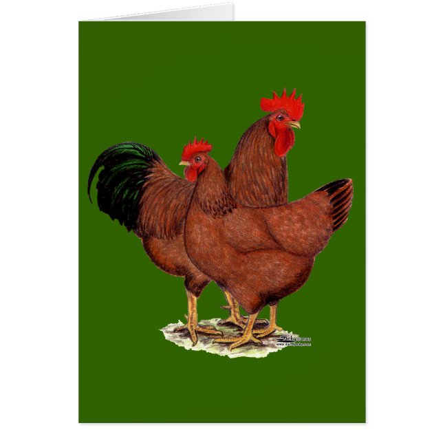 Productie Rode kippen (Voorkant)