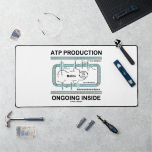 Production d'ATP en cours à l'intérieur de la mito