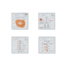 Produits EduPaper Biology Magnets