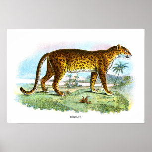 proefdier Leopard Poster