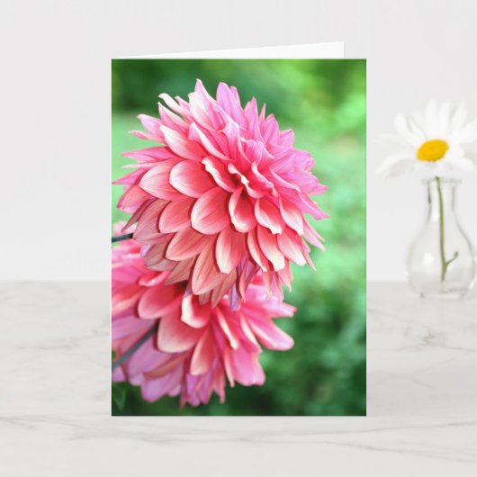 Profiel Dahlia Kaart (Kleine Plant)