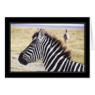 Profiel Punda Milia (Zebra)