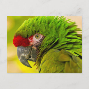Profiel van ara in Santa Barbara Zoo Briefkaart
