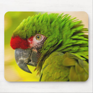 Profiel van ara in Santa Barbara Zoo Muismat