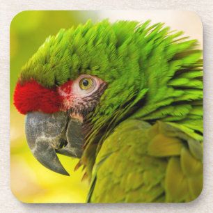 Profiel van ara in Santa Barbara Zoo Onderzetter