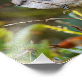 Profiel van een Bushtit Baby Foto Afdruk (Hoek)