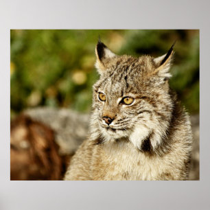 Profiel van een Canadees Lynx Poster