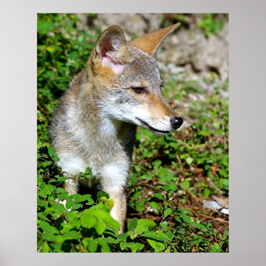 Profiel van een Coyote Pup Poster (Voorkant)