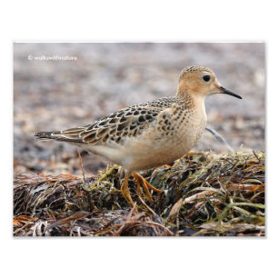 Profiel van een doorgeslagen Sandpiper in het stra Foto Afdruk