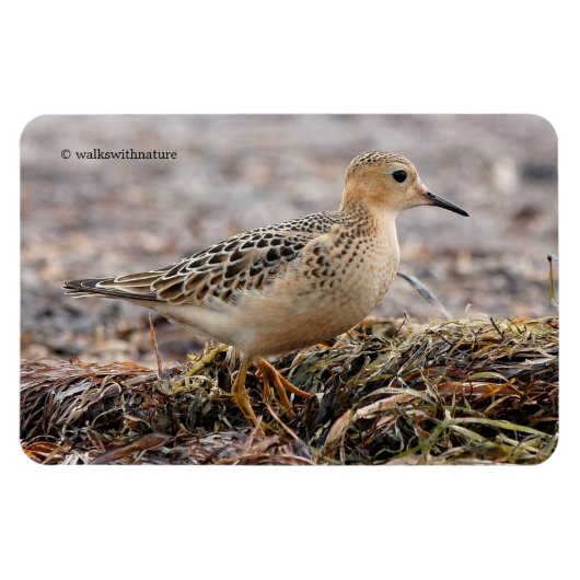 Profiel van een doorgeslagen Sandpiper in het stra Magneet (Horizontaal)