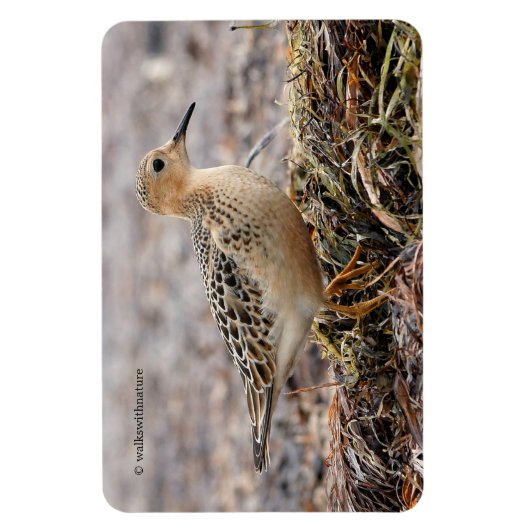 Profiel van een doorgeslagen Sandpiper in het stra Magneet (Verticaal)