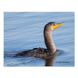Profiel van een dubbel-Crested Cormorant Foto Afdruk
