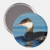 Profiel van een Gehoornde Grebe Magneet (Voorkant / Achterkant)