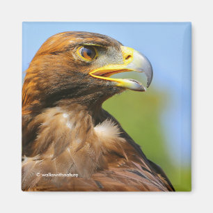 Profiel van een Golden Eagle in de Zomerzon Magneet