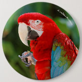 Profiel van een  groene Macaw Ronde Button 6,0 Cm (Voorkant)