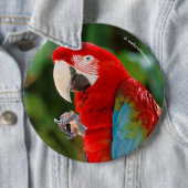 Profiel van een  groene Macaw Ronde Button 6,0 Cm (In situ)