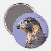 Profiel van een jeugdvalk magneet (Voorkant / Achterkant)