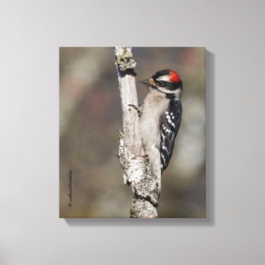 Profiel van een mannelijk neery Woodpecker Canvas Afdruk (Voorkant)