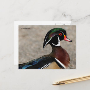 Profiel van een mannetje Carolina-eend Briefkaart