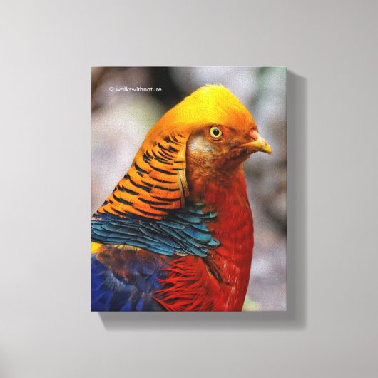 Profiel van een rode gulden fazant canvas afdruk (Voorkant)
