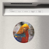 Profiel van een rode gulden fazant magneet (Insitu (Vaatwasser))