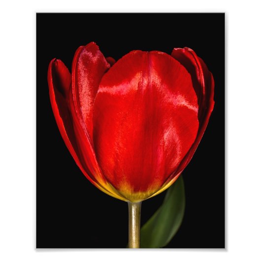 Profiel van een Rode Tulp Foto Afdruk (Voorkant)