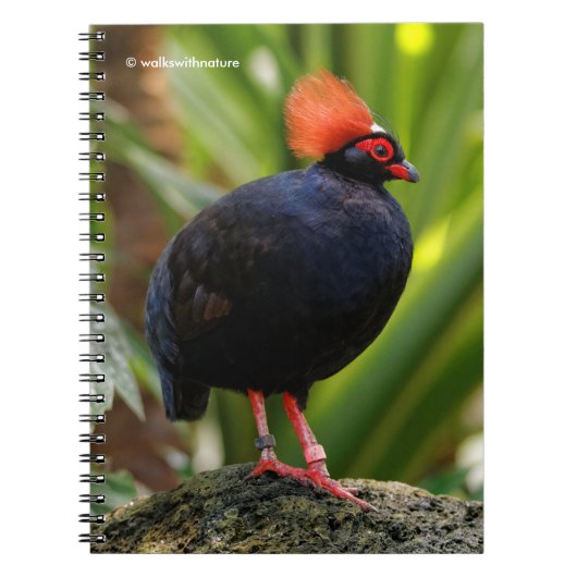 Profiel van een Roul-Roul Crested Wood Partridge Notitieboek (Voorkant)