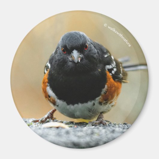 Profiel van een Spotted Towee Magneet (Voorkant)