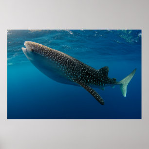 Profiel van een walvishaai, Indonesië Poster