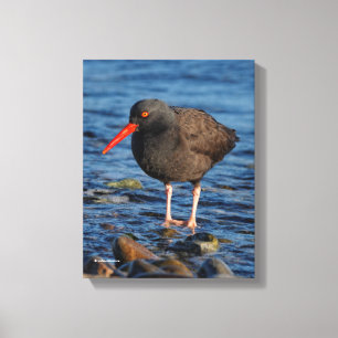 Profiel van een zwarte Oystercatcher Canvas Afdruk