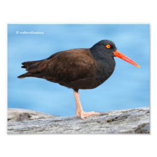 Profiel van een zwarte Oystercatcher Foto Afdruk