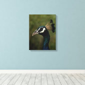 Profiel van Peacock Canvas Afdruk (Insitu (Houten vloer))