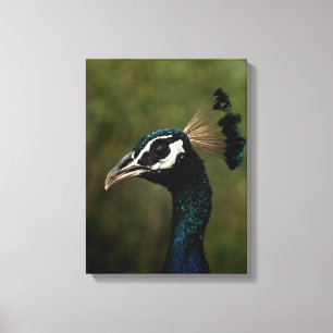 Profiel van Peacock Canvas Afdruk