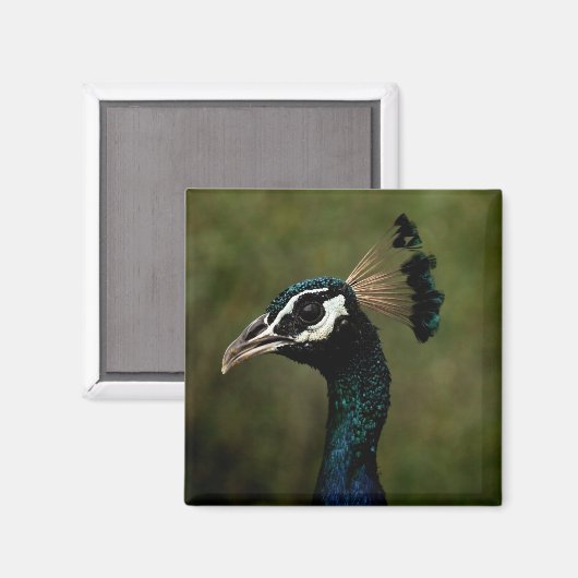 Profiel van Peacock Magneet (Voorkant / Achterkant)