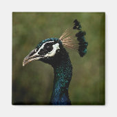 Profiel van Peacock Magneet (Voorkant)