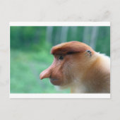 Profiel van Proboscis-aap Briefkaart (Voorkant)