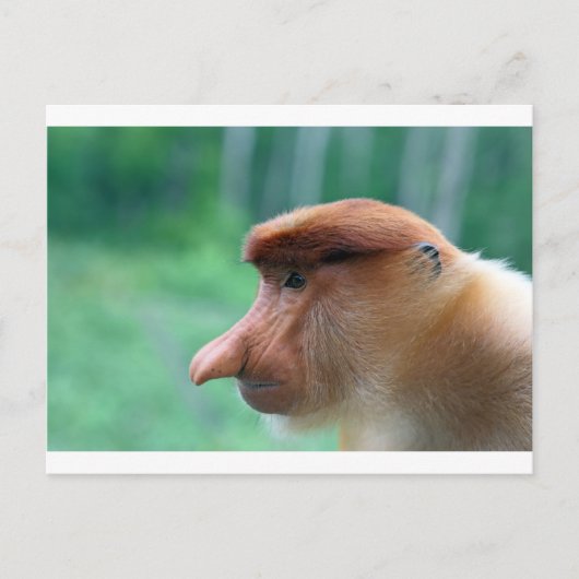 Profiel van Proboscis-aap Briefkaart (Voorkant)