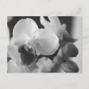Profielen 10:12 Orchid Postcard Briefkaart