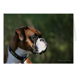 Profil côté chien de boxe