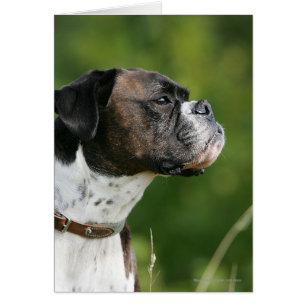 Profil de chien de boxe