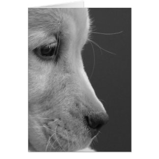 Profil de chiot de BW